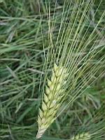 Orge commune, Hordeum vulgare (2)